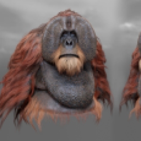 Orangutan_views